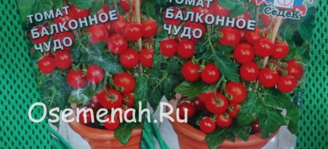 Сорт томата Балконное чудо – описание и фото, отзывы