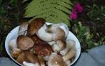 Лучшие рецепты маринованных грибов
