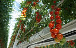 Особенности технологии метода Терехиных по выращиванию томатов