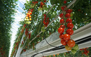 Особенности технологии метода Терехиных по выращиванию томатов