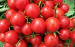 Преимущества и недостатки помидоров «Роза ветров», особенности выращивания вкусных томатов
