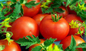 Томат Белый налив: уход и выращивание помидоров, пасынкование, описание и характеристика сорта