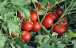 Как правильно ухаживать за томатами Ляна
