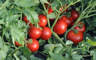 Как правильно ухаживать за томатами Ляна