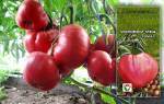 Низкорослые томаты (помидоры) для открытого грунта