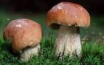Белый гриб: описание, виды, фото
