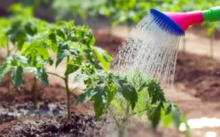 Каким образом и как часто поливать помидоры в теплице: советы опытных фермеров для получения обильного урожая