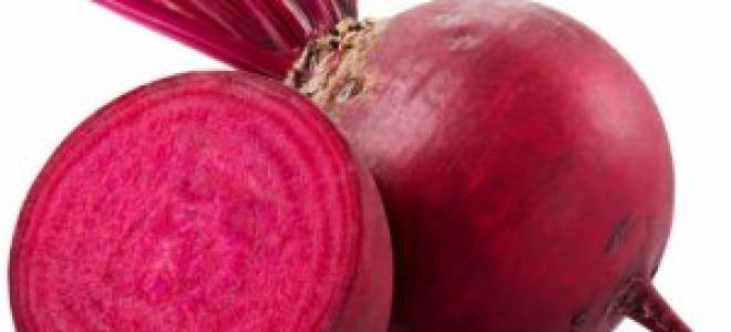 Выращиваем свёклу — через сколько дней появляются всходы