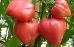 Помидоры «Бычье сердце»: особенности выращивания