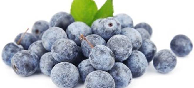 Применение терна