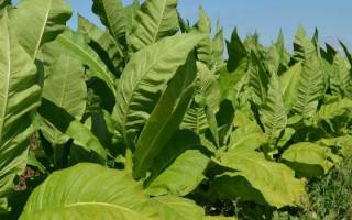 Выращивание табака в домашних условиях