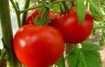 Характеристика и особенности выращивания томатов Джина на участке