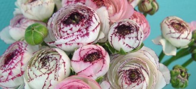 Что нужно знать при посадке и выращивании ранункулюса