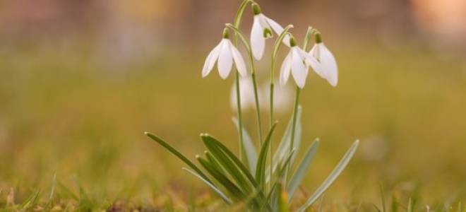 Подснежник — первое дыхание весны