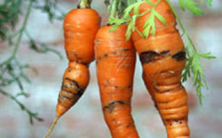 Как бороться с вредителями моркови без химикатов