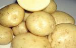 Описание сорта картофеля Мелодия