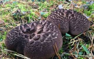 Малоизвестный гриб ежовик: где растет и можно ли есть