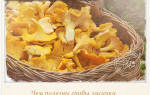 Лисички (грибы): лечебные свойства