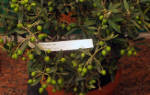 Размножение, выращивание и уход за оливой в домашних условиях