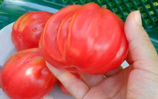 Описание и характеристики сортов томатов Инжир розовый, красный и желтый, урожайность и выращивание