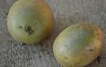 Съедобна ли зеленая картошка: симптомы отравления и помощь