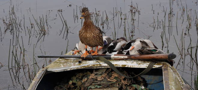 Содержание и разведение подсадных уток в домашних условиях
