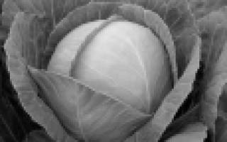 Капуста белокочанная: лучшие сорта для выращивания с описанием и фото