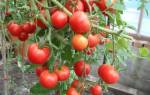 Выращивание томата Верлиока