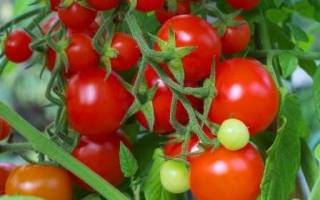 Детерминантные томаты: лучшие сорта