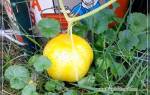 Выращиваем у себя на грядках огурец-лимон (хрустальное яблоко)