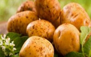 Самые популярные в Украине сорта картофеля
