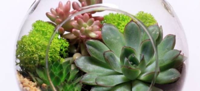 Волшебный сад за стеклом – флорариум своими руками от А до Я