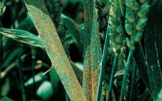 Пшеничная ржавчина грозит европе, африке и азии