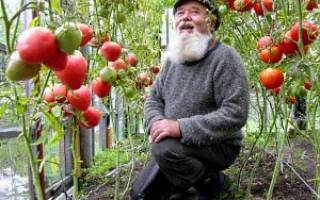 Легко и просто: томаты на Урале