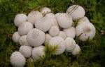 Характеристика и применение гриба дождевика