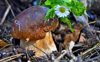Выращивание грибов в Волгоградской области
