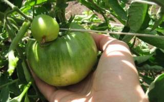 Особенности выращивания томатов Сахарный бизон в теплицах