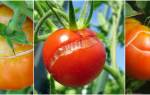 Почему трескаются помидоры, как этого избежать