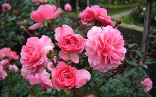 Как посадить и вырастить в саду нежную и изящную розу Боника