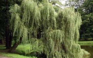 Ива белая: описание и особенности выращивания