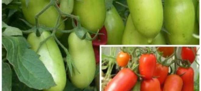 Характеристика и описание томата сорта Перцевидный