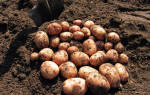 Хранение картофеля: как хранить картошку зимой правильно разными способами