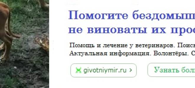 Все, что надо знать для выращивания ночной фиалки