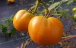 Крупноплодный сорт томата «Оранжевый Гигант» с необычными апельсиновыми плодами: описание, характеристика, посев на рассаду, подкормка, урожайность, фото, видео и самые распространенные болезни томатов