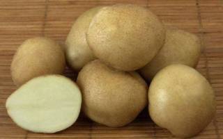 Картофель «Голубизна»: особенности сорта и правила выращивания