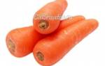 Сорта белой моркови, калорийность, польза и вред