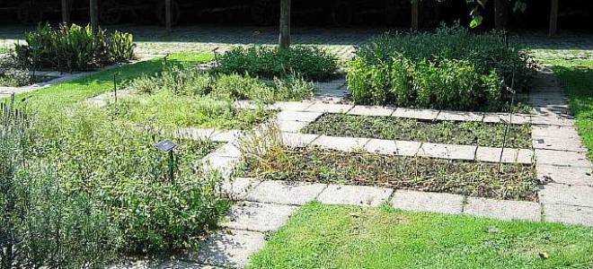 ТОП 10 Лекарственных растений