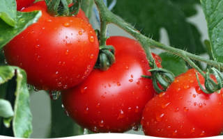 Как вырастить помидоры на своем огороде
