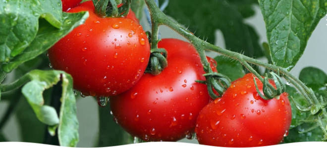 Как вырастить помидоры на своем огороде