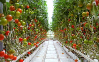 Секреты выращивания томатов дома на гидропонике